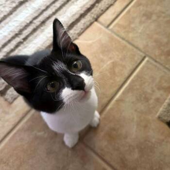 Bogart (and Humphrey) -  Domestic Short Hair Cat for Adoption in Tulsa, Oklahoma - Bogart (and Humphrey) | PetCurious