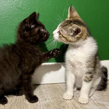 Griffin -  Domestic Short Hair Cat for Adoption in Saint Joseph, Missouri - Griffin | PetCurious