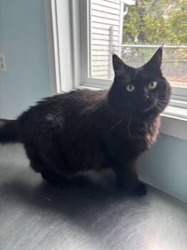 Onyx -  Domestic Long Hair Cat for Adoption in Fall River, Massachusetts - Onyx | PetCurious