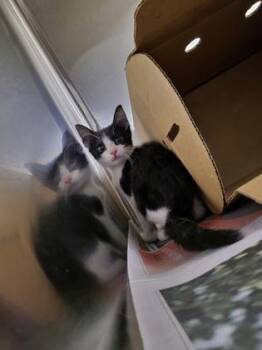 Clefairy -  Domestic Short Hair Cat for Adoption in Westland, Michigan - Clefairy | PetCurious