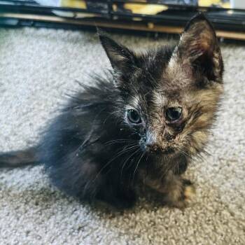 Mariposa -  Domestic Short Hair Cat for Adoption in Las Cruces, New Mexico - Mariposa | PetCurious
