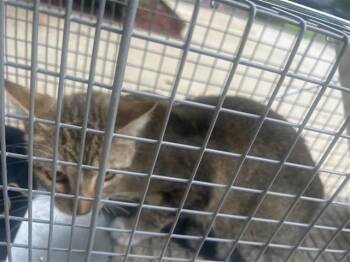 A656712 -  Domestic Short Hair Cat Available for Adoption in Houston, Texas - A656712 | PetCurious