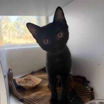 Domestic Short Hair Cats Available for Adoption in Kanab, Utah - Marathon | PetCurious