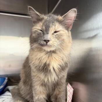 Domestic Long Hair Cats Available for Adoption in Las Vegas, Nevada - Cloud | PetCurious