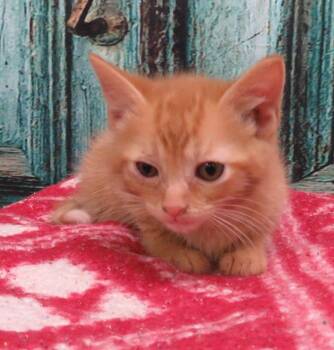 Brooks -  Domestic Short Hair Cat for Adoption in Lexington, Virginia - Brooks | PetCurious