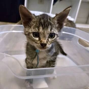 Rescue Domestic Short Hair Cats for Adoption in Austin, Texas - Elm 24 | PetCurious