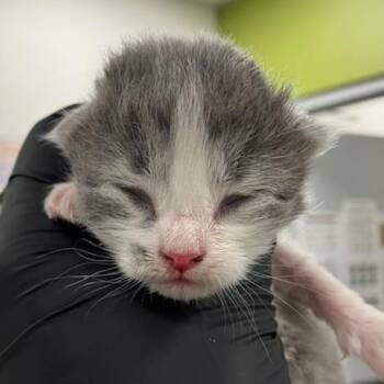 Domestic Short Hair Cats Available for Adoption in Las Cruces, New Mexico - Pip | PetCurious