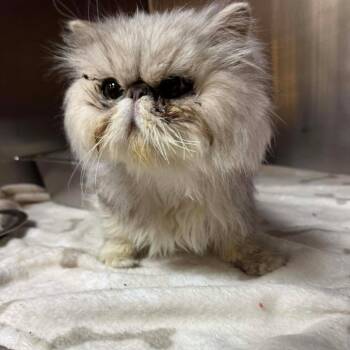Persian Cats Available for Adoption - Kathy | PetCurious