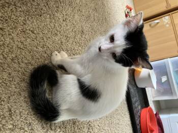 Rescue Domestic Short Hair Cats for Adoption in Jacksonville, Florida - Doogie =^.^= | PetCurious