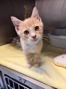 Biscuit -  Domestic Short Hair Cat for Adoption in Pomona, New York - Biscuit | PetCurious