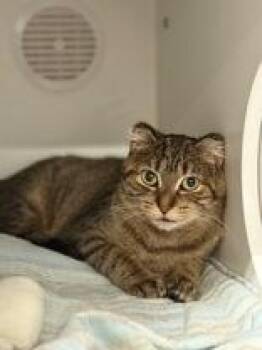 Leia -  Domestic Short Hair Cat for Adoption in Cobourg, Ontario - Leia | PetCurious
