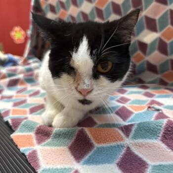 Rescue Domestic Short Hair Cats for Adoption in Columbus, Ohio - Eclipse | PetCurious