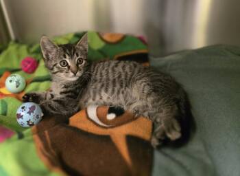 Buster -  Domestic Short Hair Cat for Adoption in Dickson, Tennessee - Buster | PetCurious
