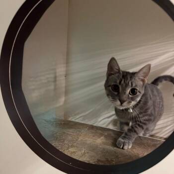 Rescue Domestic Short Hair Cats for Adoption in Ashland, Virginia - Moon | PetCurious