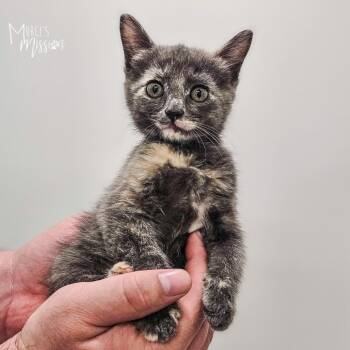 Pearl -  Domestic Short Hair Cat for Adoption in Spokane, Washington - Pearl | PetCurious