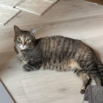 Domestic Short Hair Cats Available for Adoption in Las Vegas, Nevada - Opaline | PetCurious