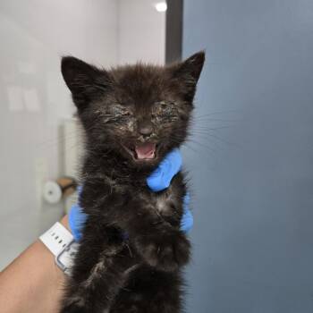 Frisky -  Domestic Short Hair Cat for Adoption in Newark, New Jersey - Frisky | PetCurious