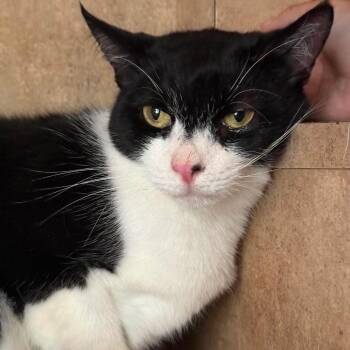 Domestic Short Hair Cats Available for Adoption in Tampa, Florida - Mr.Kibble | PetCurious
