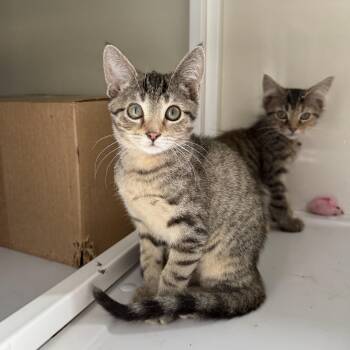 Collar -  Domestic Short Hair Cat for Adoption in Oconto, Wisconsin - Collar | PetCurious