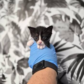 Domestic Long Hair Cats Available for Adoption in Wahiawa, Hawaii - Nana | PetCurious