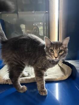 PAOLO -  Domestic Medium Hair Cat for Adoption in Westminster, Maryland - PAOLO | PetCurious