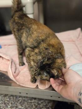 Bee -  Domestic Short Hair Cat for Adoption in Westland, Michigan - Bee | PetCurious