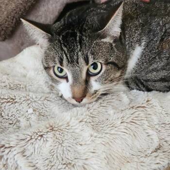 Leo -  Domestic Short Hair Cat for Adoption in Prosper, Texas - Leo | PetCurious