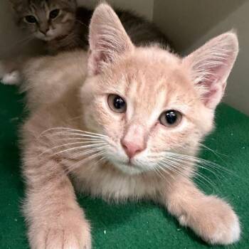 Billy -  Domestic Short Hair Cat for Adoption in Fairport, New York - Billy | PetCurious