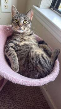 Domestic Short Hair Cats Available for Adoption - Pookie | PetCurious