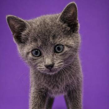 Domestic Short Hair Cats Available for Adoption in North Myrtle Beach, South Carolina - Fondue | PetCurious