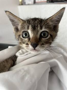 A2478052 -  Domestic Short Hair Cat for Adoption in Fort Lauderdale, Florida - A2478052 | PetCurious