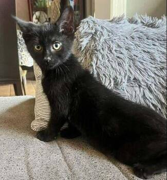 Bolt -  Domestic Short Hair Cat for Adoption in Mississauga, Ontario - Bolt | PetCurious
