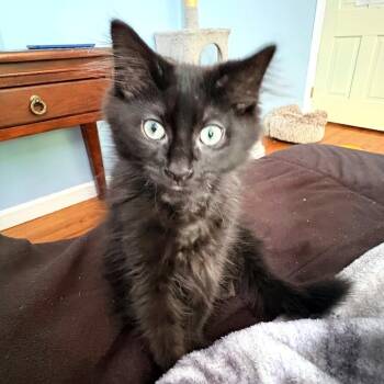 Saturn -  Domestic Long Hair Cat for Adoption in Hopkinton, Massachusetts - Saturn | PetCurious