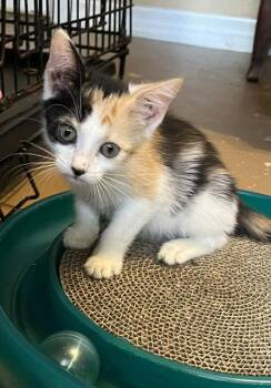 Pixie -  Calico Cat for Adoption in Orlando, Florida - Pixie | PetCurious