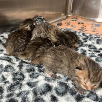 Rusty Rick -  Domestic Short Hair Cat for Adoption in Birmingham, Alabama - Rusty Rick | PetCurious