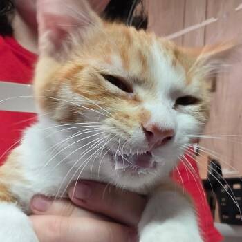Hopper Fka Fatboy -  Domestic Short Hair Cat for Adoption in Leander, Texas - Hopper Fka Fatboy | PetCurious