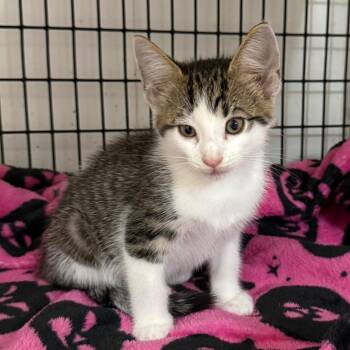 Professor Pickles -  Domestic Short Hair Cat for Adoption in Trenton, New Jersey - Professor Pickles | PetCurious