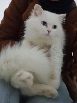 Milo L N -  Turkish Angora and Persian Cat for Adoption in Brampton, Ontario - Milo L N | PetCurious