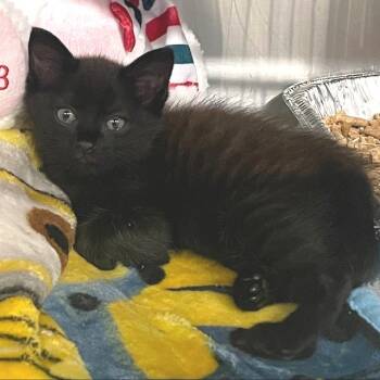 Rescue Domestic Medium Hair Cats for Adoption in Cumming, Georgia - Oracle | PetCurious