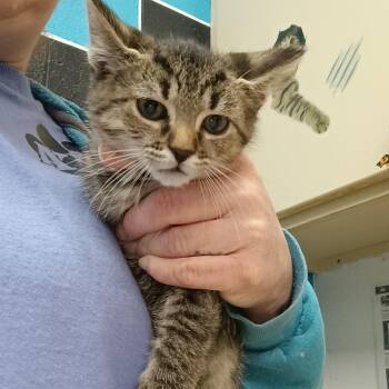 Domestic Short Hair Cats Available for Adoption in Ardmore, Oklahoma - Bowie | PetCurious