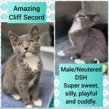 Cliff Secord -  Domestic Short Hair Cat for Adoption in Beaverton, Oregon - Cliff Secord | PetCurious