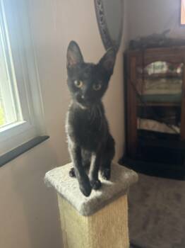 Bella -  American Shorthair Cat for Adoption in Massillon, Ohio - Bella | PetCurious