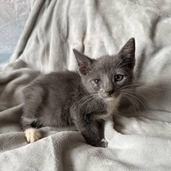 Ducky -  Domestic Short Hair Cat for Adoption in Jacksonville, Florida - Ducky | PetCurious