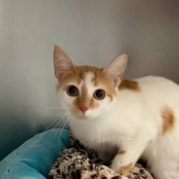 Magic Marker -  Domestic Short Hair Cat for Adoption in State College, Pennsylvania - Magic Marker | PetCurious