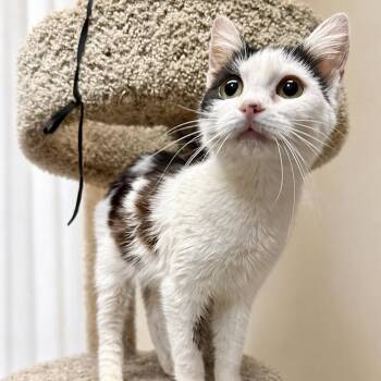 Domestic Short Hair Cats Available for Adoption in Roanoke, Virginia - Licorice | PetCurious