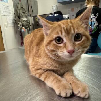 Domestic Medium Hair Cats Available for Adoption in Charleston, West Virginia - Tippy Toes | PetCurious