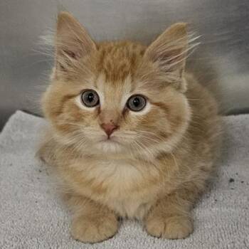 Floppy (yellow collar) -  Domestic Medium Hair and Domestic Short Hair Cat for Adoption in Schenectady, New York - Floppy (yellow Collar) | PetCurious