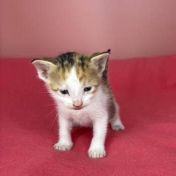 Saffron -  Domestic Short Hair Cat for Adoption in San Antonio, Texas - Saffron | PetCurious