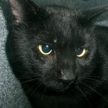 Twilight (Working Cat) -  Domestic Short Hair Cat for Adoption in Plover, Wisconsin - Twilight (Working Cat) | PetCurious