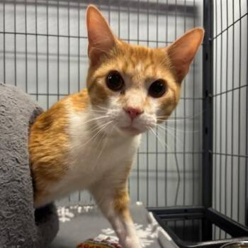 Domestic Short Hair Cats Available for Adoption in Mooresville, North Carolina - Cheese Puff | PetCurious